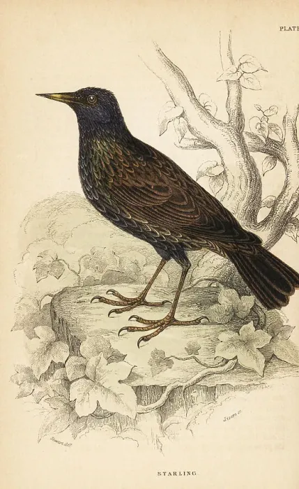 Framed Print : European starling, Sturnus vulgaris Framed Print : European starling, Sturnus vulgaris