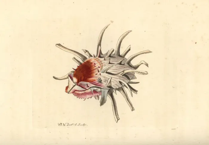 Framed Print : European thorny oyster, Spondylus gaederopus Framed Print : European thorny oyster, Spondylus gaederopus
