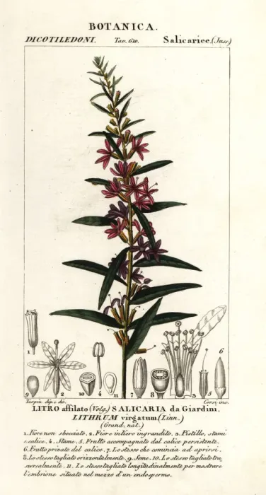 Framed Print : European wand loosestrife, Lythrum virgatum Framed Print : European wand loosestrife, Lythrum virgatum