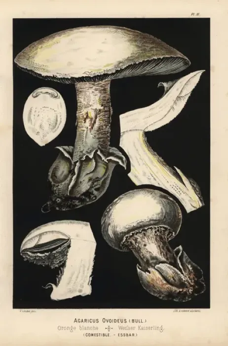 Framed Print : European white egg mushroom, Amanita ovoidea Framed Print : European white egg mushroom, Amanita ovoidea