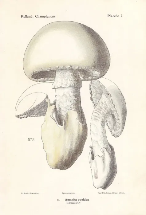 Framed Print : European white egg mushroom, Amanita ovoidea Framed Print : European white egg mushroom, Amanita ovoidea