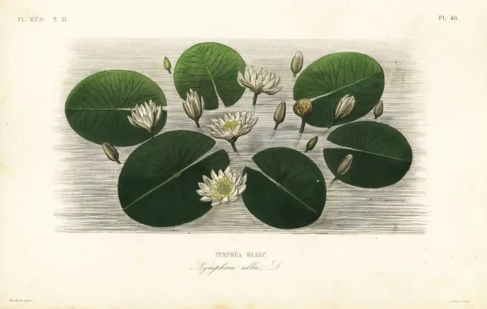 Framed Print : European white water lily, Nymphaea alba Framed Print : European white water lily, Nymphaea alba