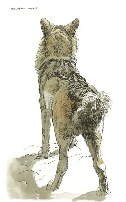Framed Print : European Wolf Framed Print : European Wolf