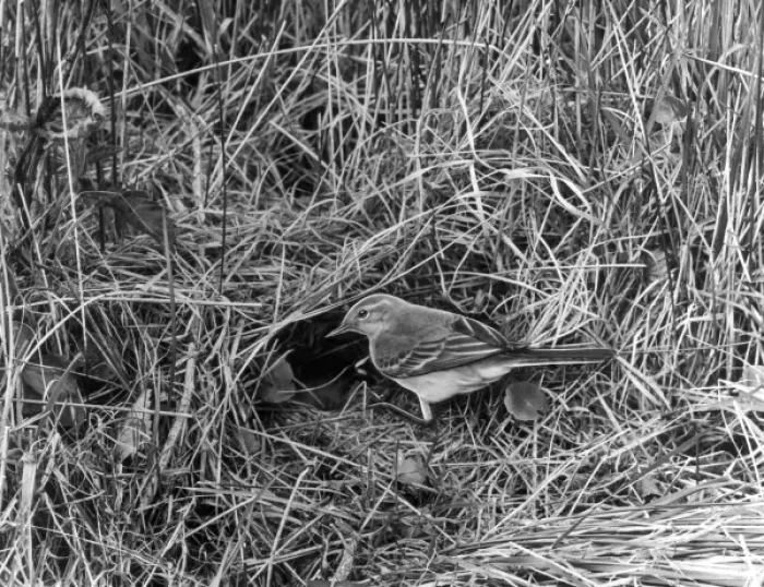 Framed Print : European Yellow Wagtail Framed Print : European Yellow Wagtail