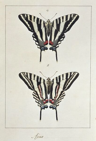 Eurytides marcellus (Ajax), swallow tailed butterfly