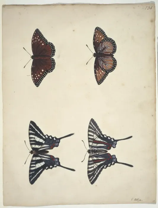 Framed Print : Eurytides marcellus, zebra swallowtail (bottom) Framed Print : Eurytides marcellus, zebra swallowtail (bottom)