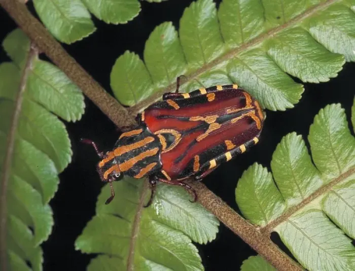 Framed Print : Euselates sp. rose chafer beetle Framed Print : Euselates sp. rose chafer beetle