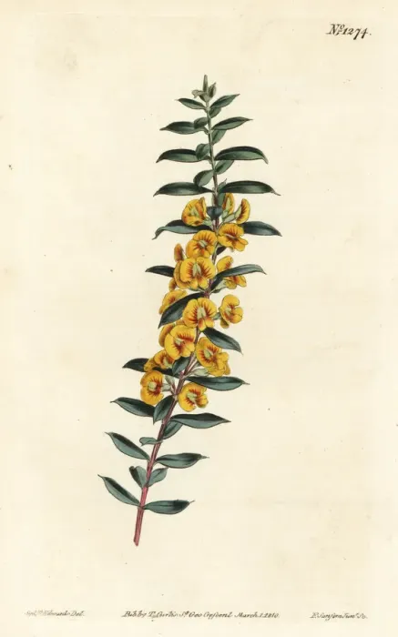 Framed Print : Eutaxia myrtifolia Framed Print : Eutaxia myrtifolia