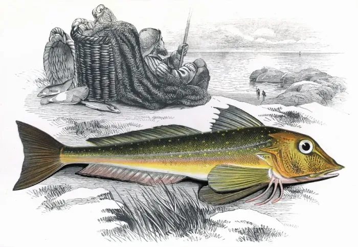 Framed Print : Eutrigla gurnardus, or Grey Gurnard Framed Print : Eutrigla gurnardus, or Grey Gurnard