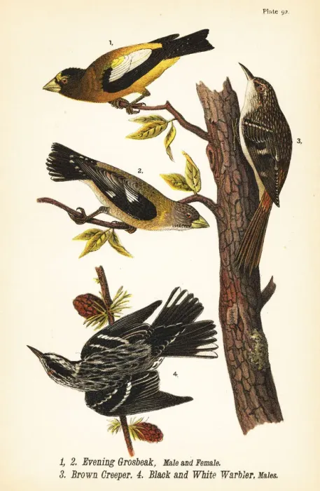 Framed Print : Evening grosbeak, brown creeper and black and white warbler Framed Print : Evening grosbeak, brown creeper and black and white warbler