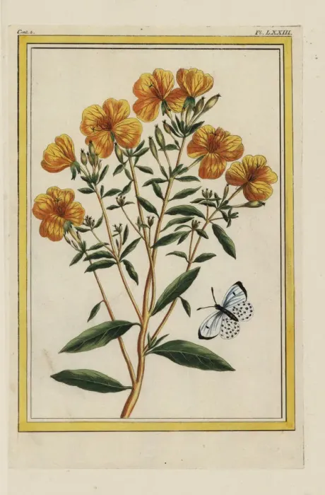 Framed Print : Evening primrose, Oenothera biennis Framed Print : Evening primrose, Oenothera biennis