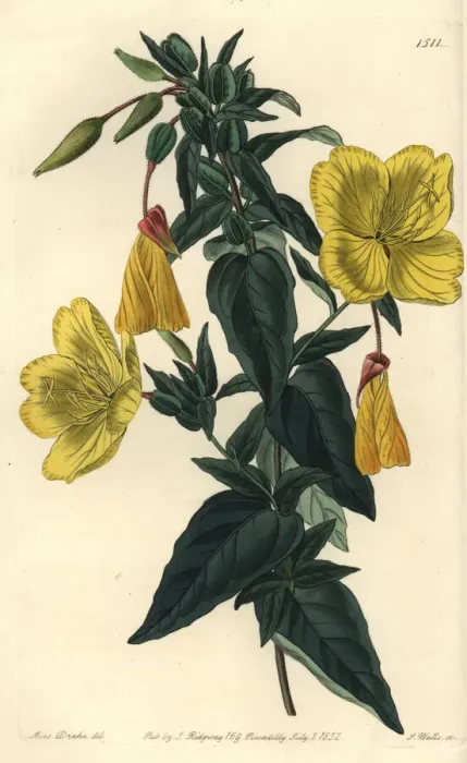 Framed Print : Evening primrose, Oenothera fruticosa subsp. glauca Framed Print : Evening primrose, Oenothera fruticosa subsp. glauca