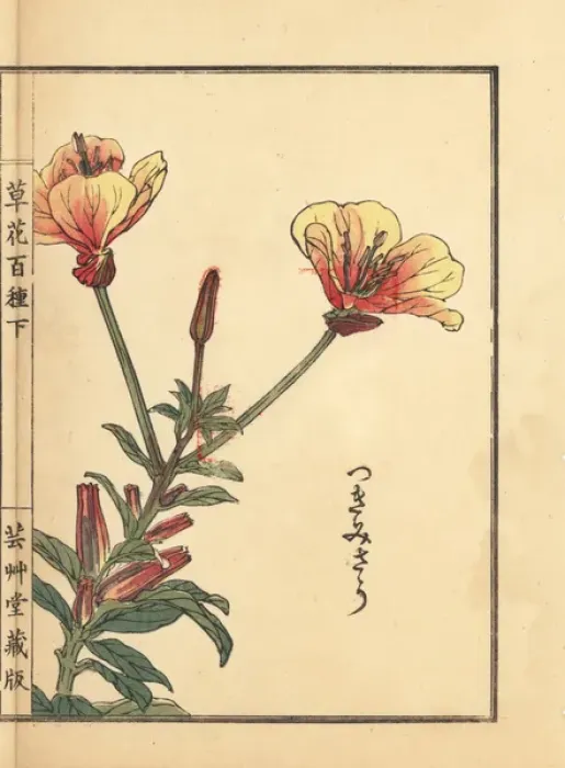 Framed Print : Evening primrose, Oenothera tetraptera Framed Print : Evening primrose, Oenothera tetraptera