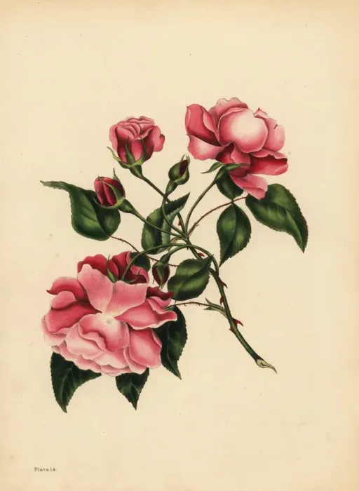 Framed Print : The ever-blowing Rose, Beauty always new Framed Print : The ever-blowing Rose, Beauty always new