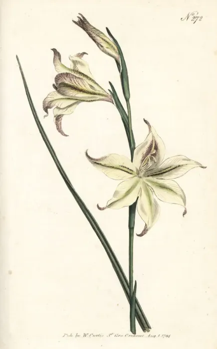 Framed Print : Ever-flowering gladiolus or square-leaved Framed Print : Ever-flowering gladiolus or square-leaved