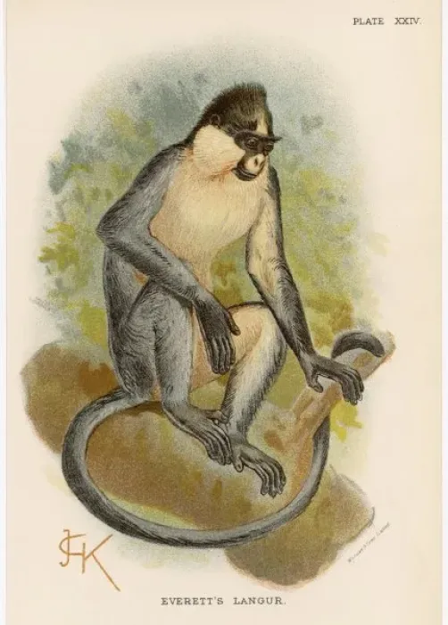 Framed Print : Everetts Langur / Jck Framed Print : Everetts Langur / Jck