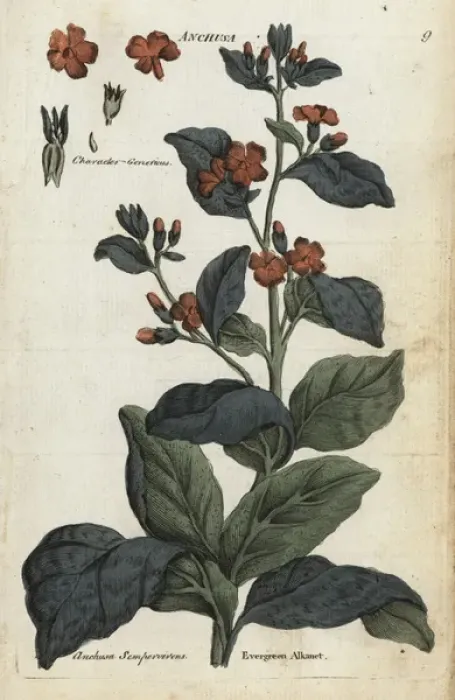Framed Print : Evergreen alkanet, Anchusa sempervirens Framed Print : Evergreen alkanet, Anchusa sempervirens
