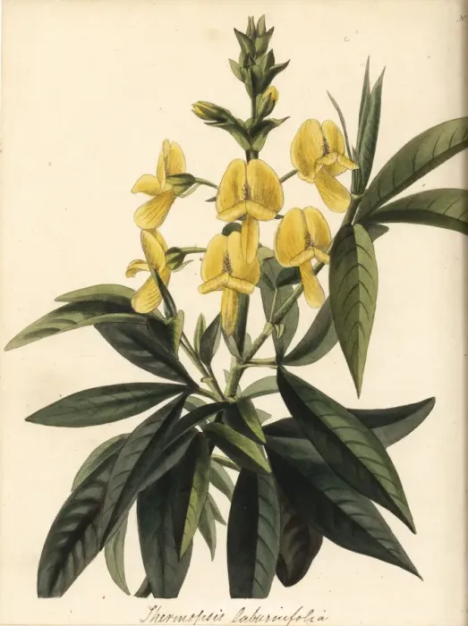 Framed Print : Evergreen laburnum, Piptanthus nepalensis Framed Print : Evergreen laburnum, Piptanthus nepalensis
