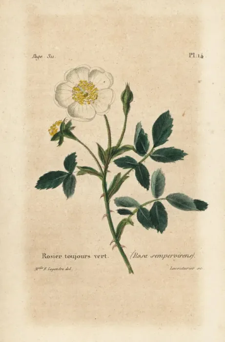 Framed Print : Evergreen rose, Rosa sempervirens Framed Print : Evergreen rose, Rosa sempervirens