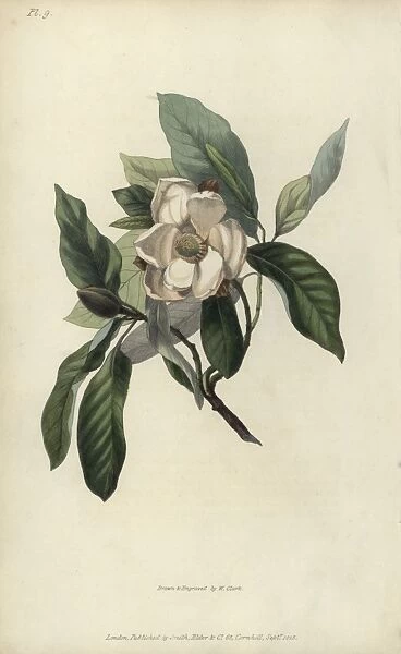 Evergreen swamp magnolia, Magnolia glauca sempervirens