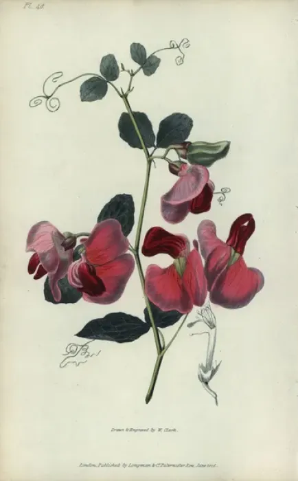 Framed Print : Everlasting pea, Lathyrus grandiflorus Framed Print : Everlasting pea, Lathyrus grandiflorus