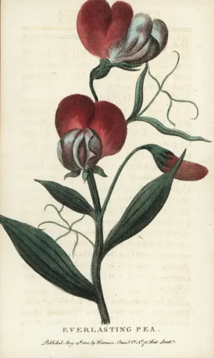 Framed Print : Everlasting pea, Lathyrus latifolia Framed Print : Everlasting pea, Lathyrus latifolia