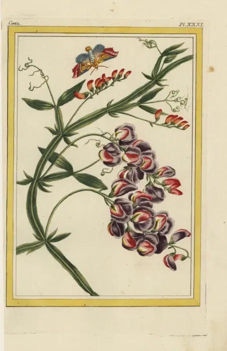Framed Print : Everlasting pea, Lathyrus latifolius Framed Print : Everlasting pea, Lathyrus latifolius