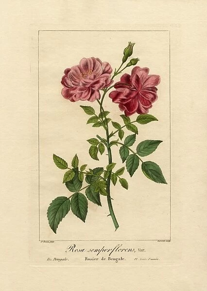 Everlasting rose of India, Rosa semperflorens var du Bengale