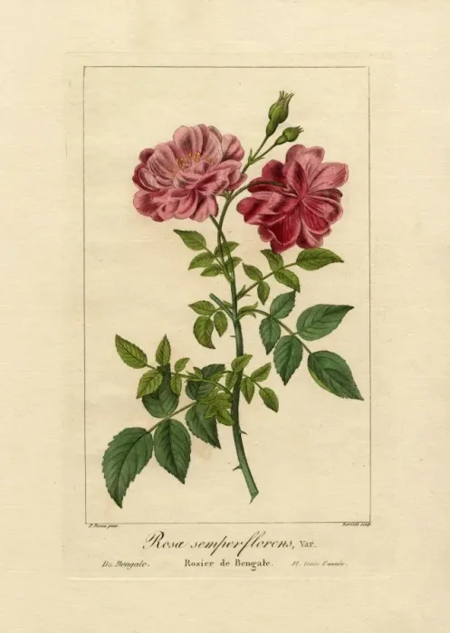 Framed Print : Everlasting rose of India, Rosa semperflorens var du Bengale Framed Print : Everlasting rose of India, Rosa semperflorens var du Bengale