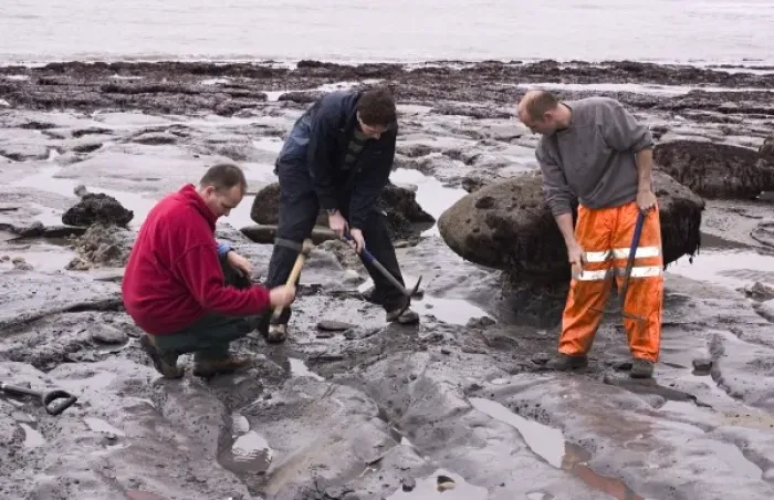 Framed Print : Excavating at Charmouth Framed Print : Excavating at Charmouth