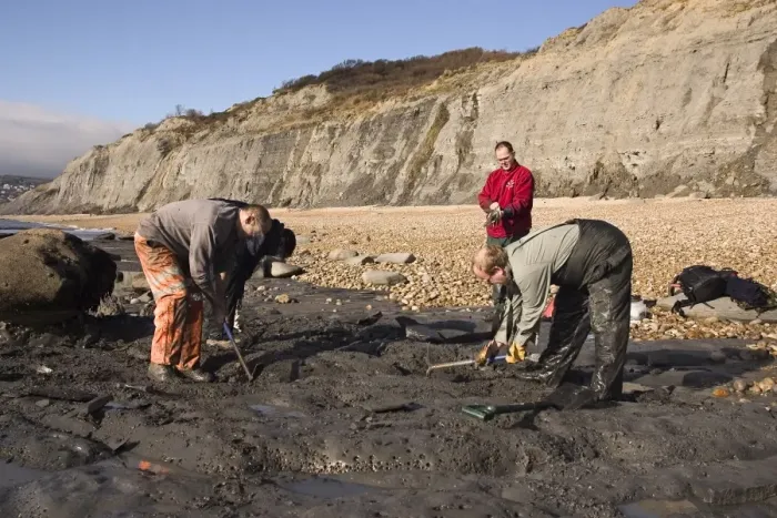 Framed Print : Excavating at Charmouth Framed Print : Excavating at Charmouth