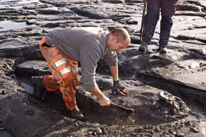 Framed Print : Excavating at Charmouth Framed Print : Excavating at Charmouth