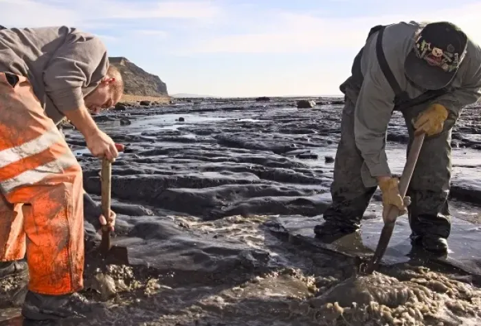Framed Print : Excavating at Charmouth Framed Print : Excavating at Charmouth