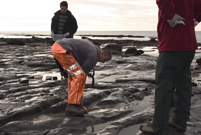 Framed Print : Excavating at Charmouth Framed Print : Excavating at Charmouth