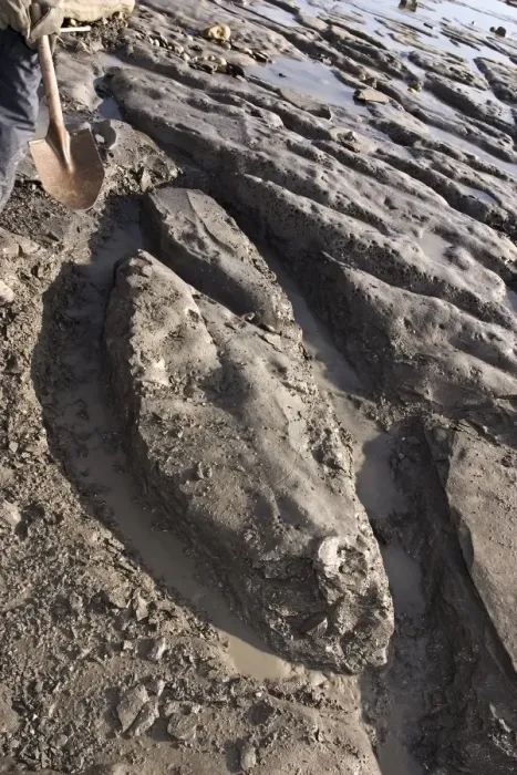 Framed Print : Excavating at Charmouth Framed Print : Excavating at Charmouth