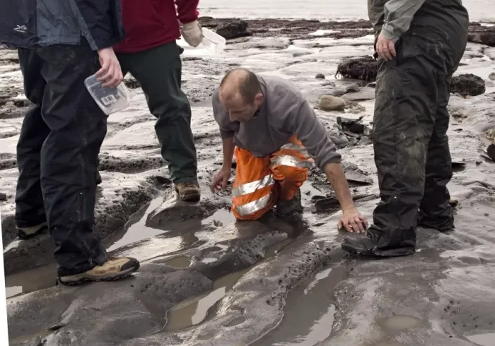 Framed Print : Excavating at Charmouth Framed Print : Excavating at Charmouth