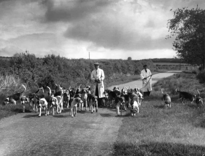 Framed Print : Exercising Hounds Framed Print : Exercising Hounds