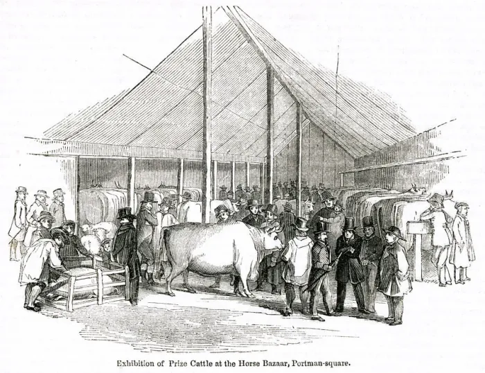 Framed Print : Exhibition of prize cattle, Portman Square, London Framed Print : Exhibition of prize cattle, Portman Square, London