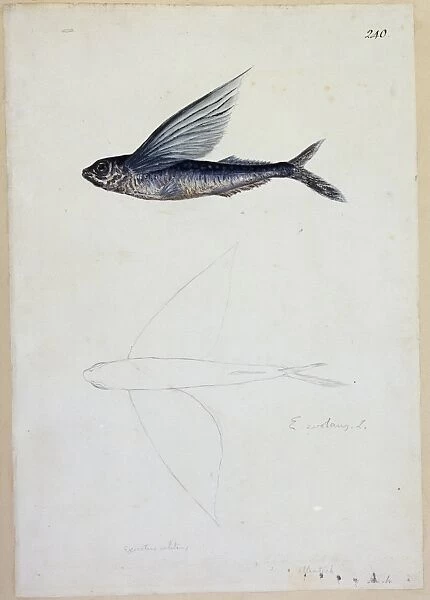 Exocoetus volitans, tropical two-winged flyingfish