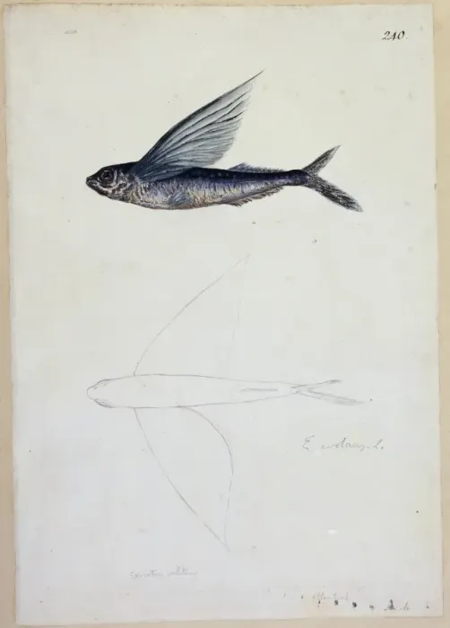Framed Print : Exocoetus volitans, tropical two-winged flyingfish Framed Print : Exocoetus volitans, tropical two-winged flyingfish
