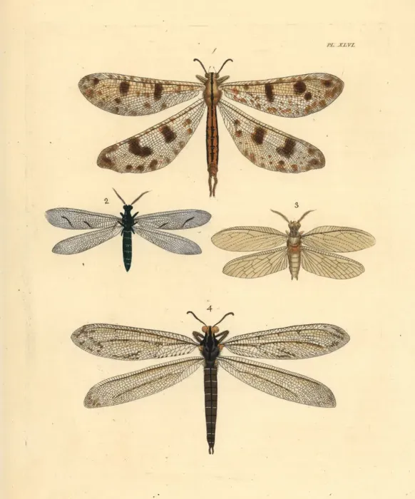 Framed Print : Exotic antlion lacewings and fishfly Framed Print : Exotic antlion lacewings and fishfly