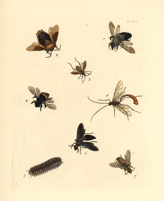 Framed Print : Exotic bees and wasps Framed Print : Exotic bees and wasps