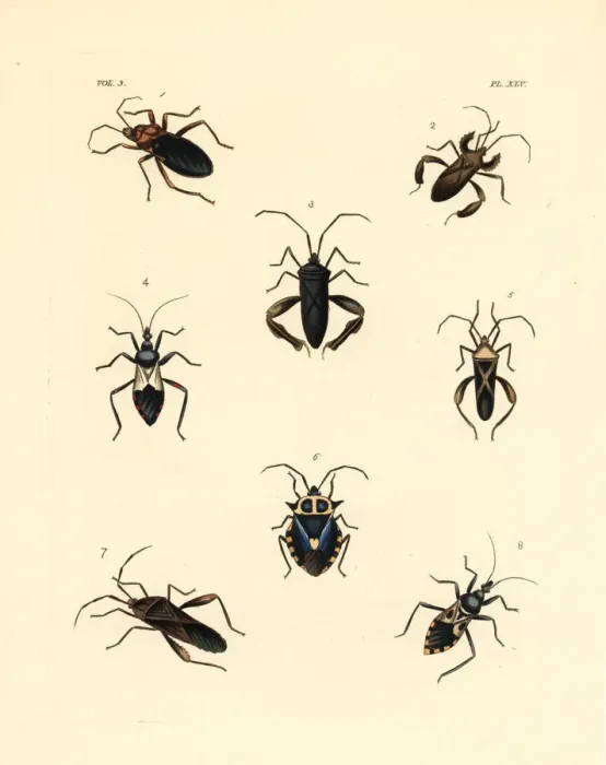 Framed Print : Exotic beetles Framed Print : Exotic beetles