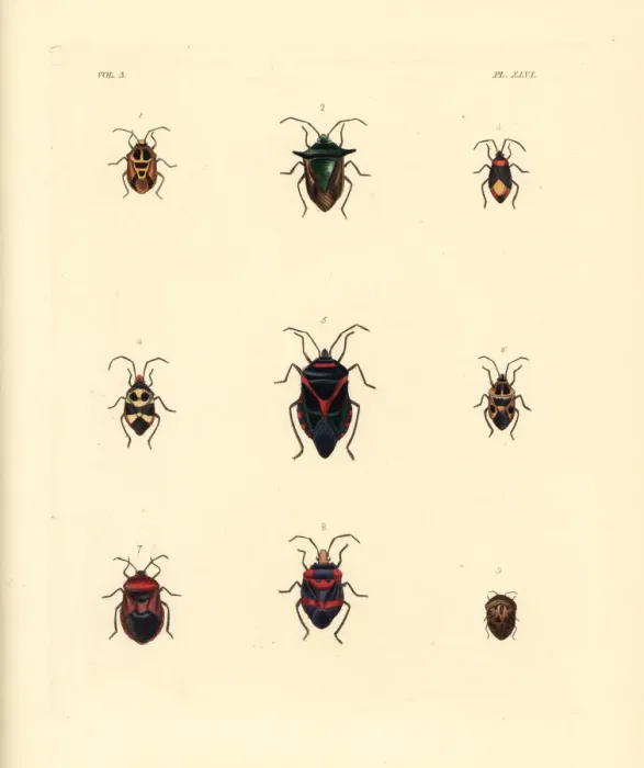 Framed Print : Exotic beetles Framed Print : Exotic beetles