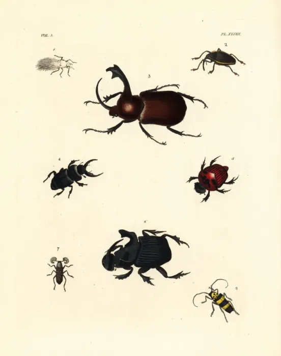 Framed Print : Exotic beetles Framed Print : Exotic beetles