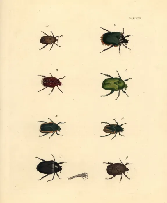 Framed Print : Exotic beetles Framed Print : Exotic beetles