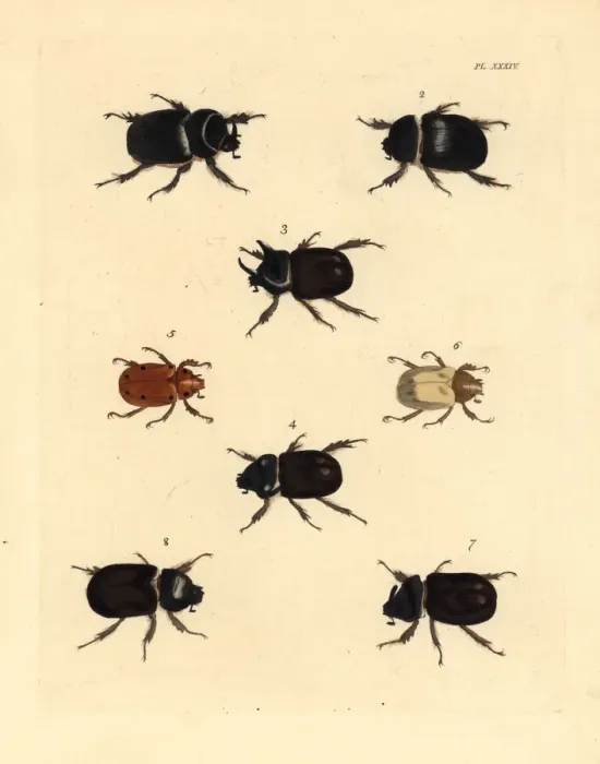 Framed Print : Exotic beetles Framed Print : Exotic beetles