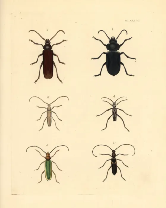 Framed Print : Exotic beetles Framed Print : Exotic beetles