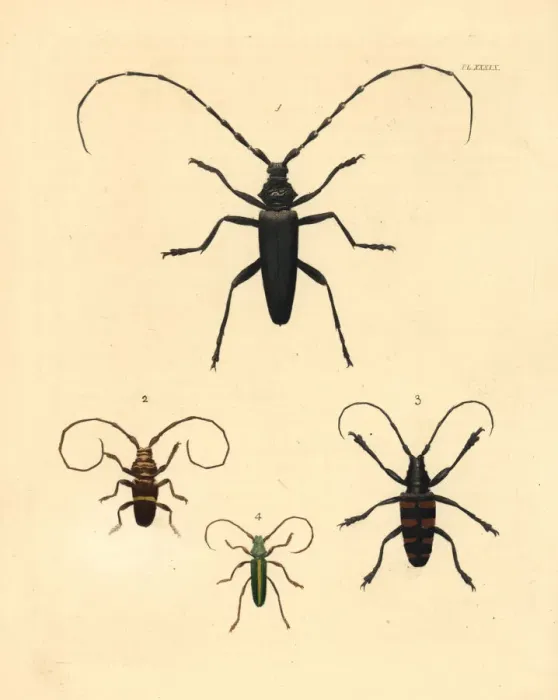 Framed Print : Exotic beetles Framed Print : Exotic beetles