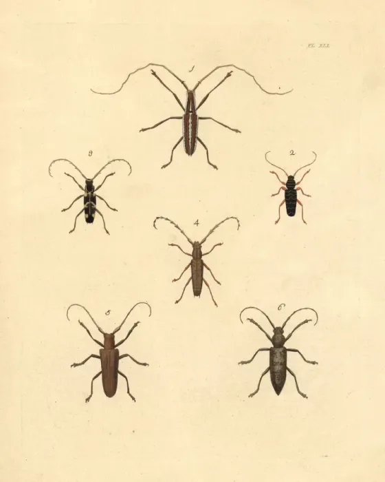 Framed Print : Exotic beetles Framed Print : Exotic beetles